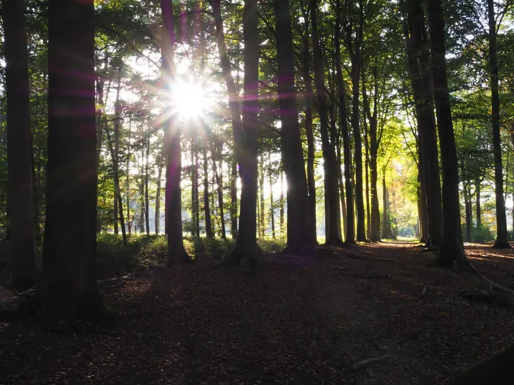 Vagevuurbos en Lippensgoed-Bulskampveld (België)